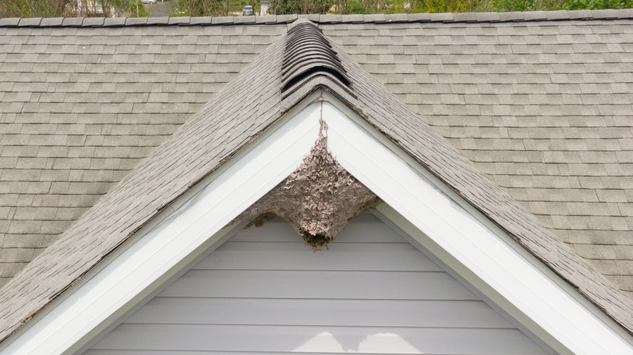 Wasps At The Soffit