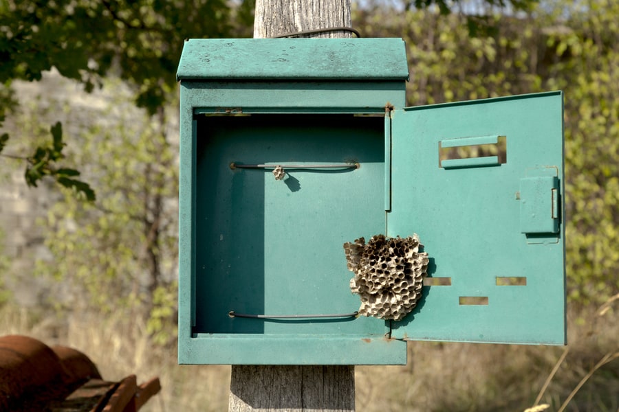 Wasps In The Mail Box