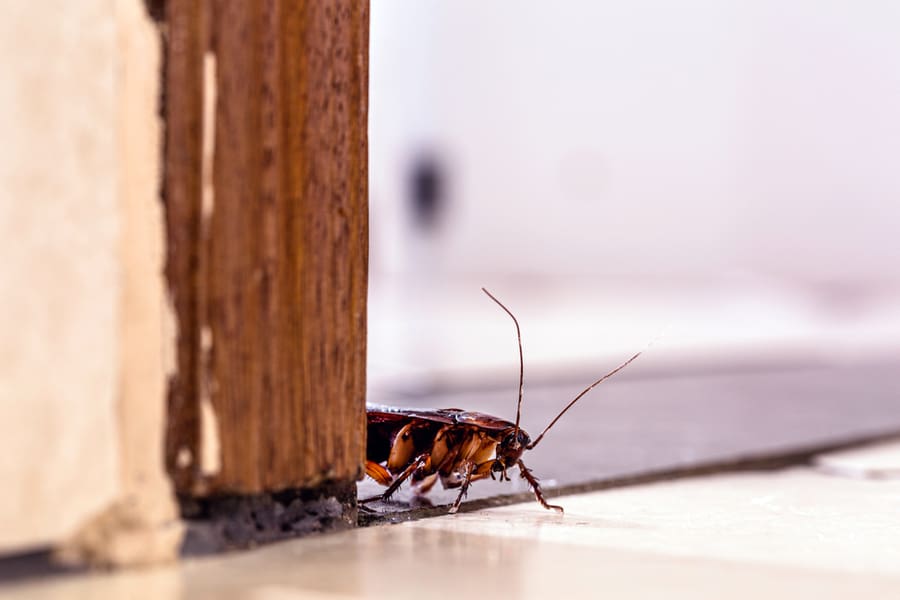 Ways Roaches Get Into The Bathroom