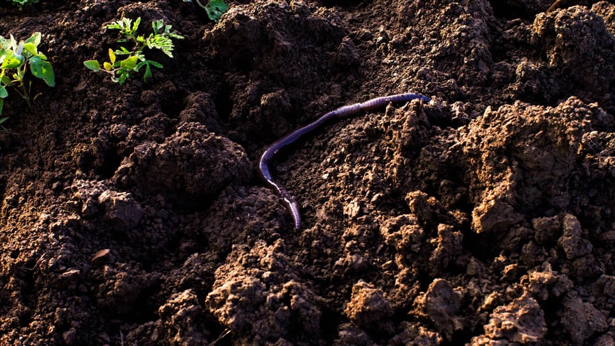Ways To Catch Worms In Your Backyard