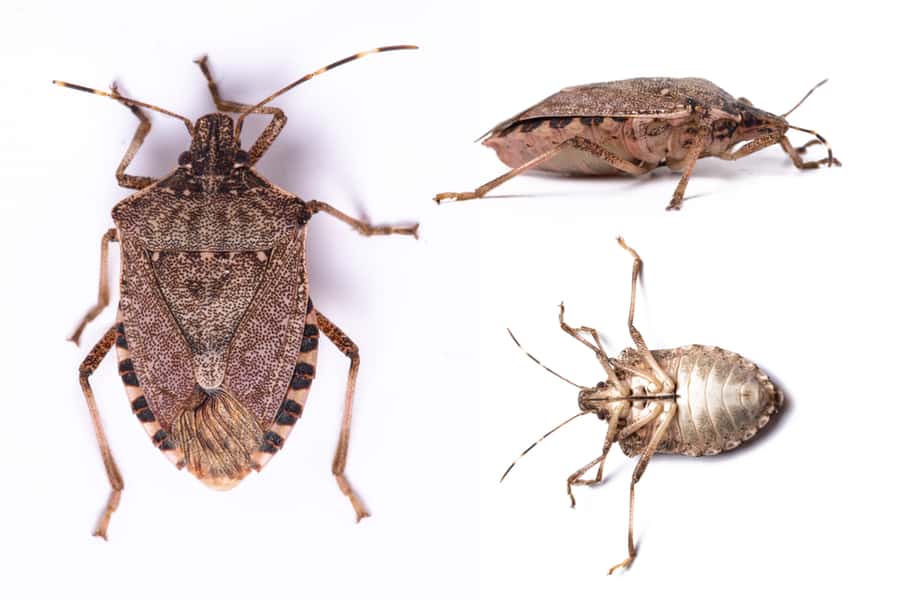 Ways To Eliminate Stink Bugs From Chimney