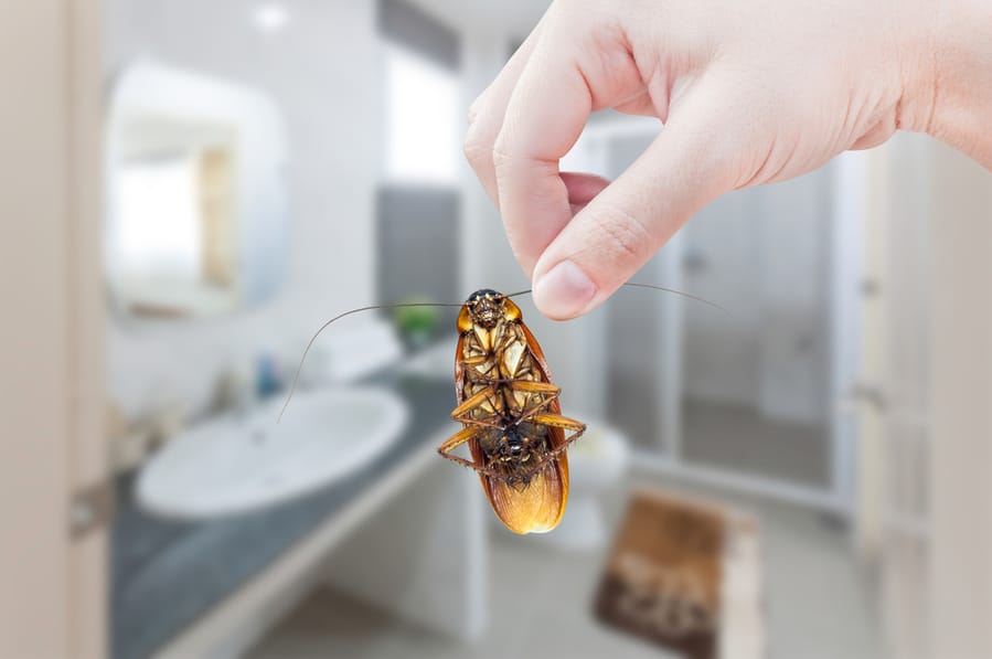 Ways To Get Roaches Out Of The Bathroom