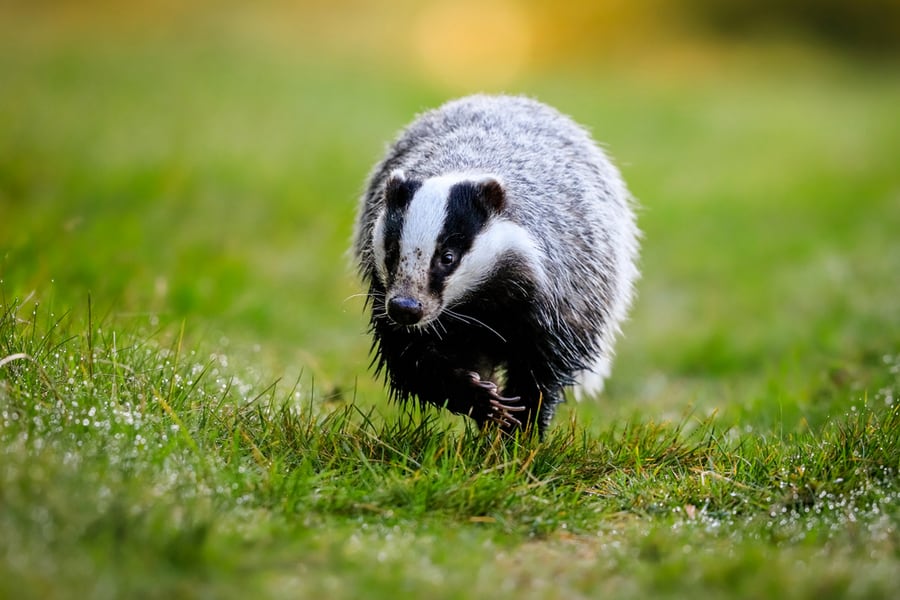 Ways To Get Skunks Away From Your Yard