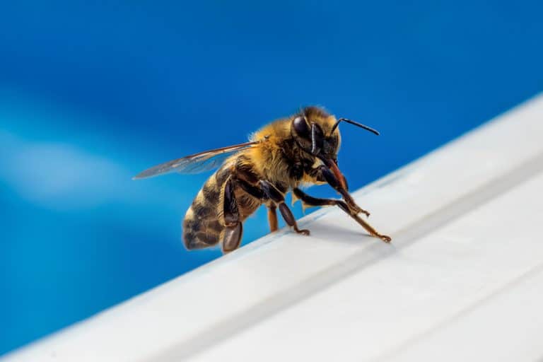 How To Keep Bees Away From Pool BeatPests