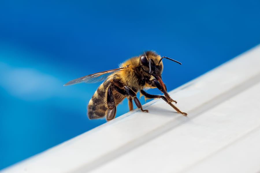 Ways To Keep Bees Away From Pool