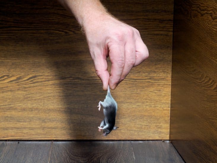 How To Keep Mice Out of Closets BeatPests