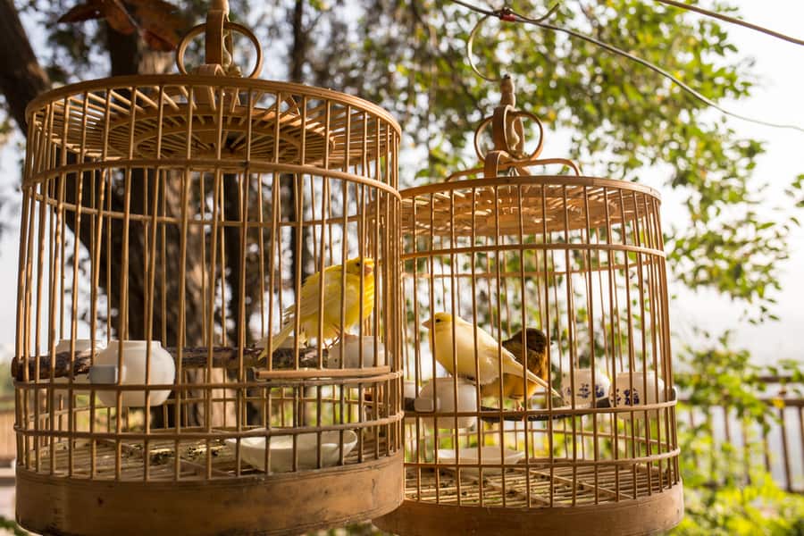 Ways To Keep Mice Out Of Your Bird Cage