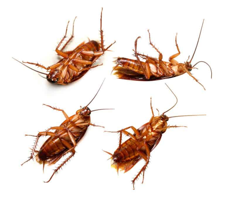 How To Pick Up Dead Roaches | BeatPests