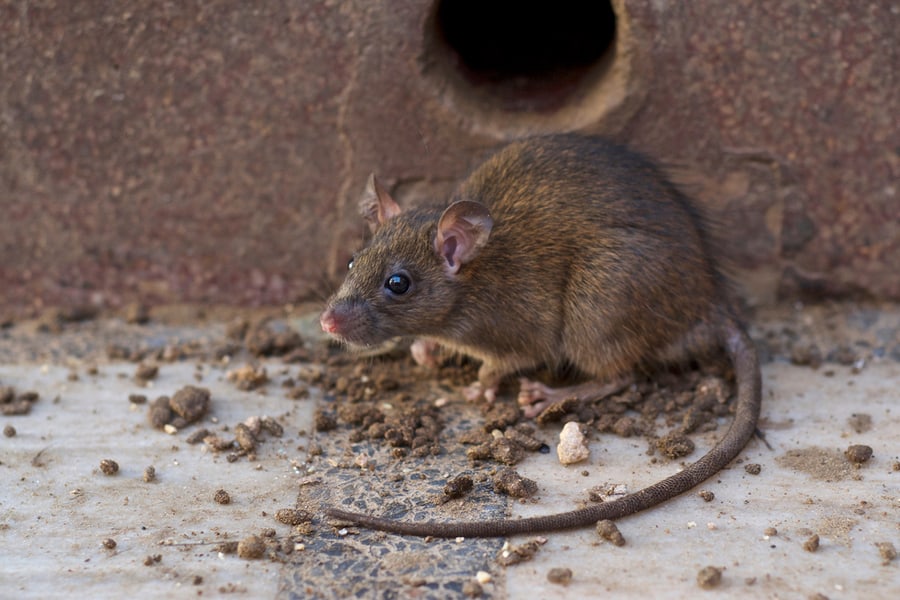 What Are The Dangers Of Rat Droppings?