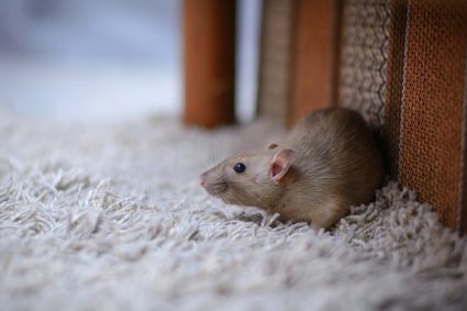 What Do Mice In House Smell Like?
