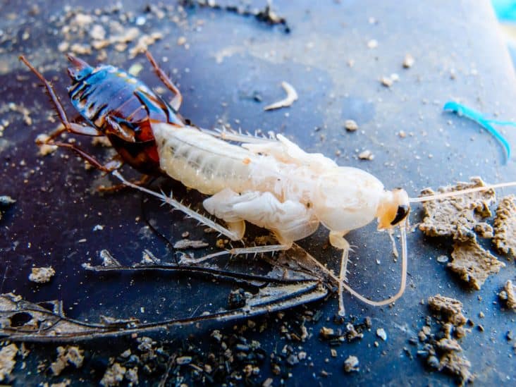 What Is A White Roach BeatPests