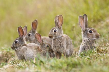 What Plants Deter Rabbits And Squirrels