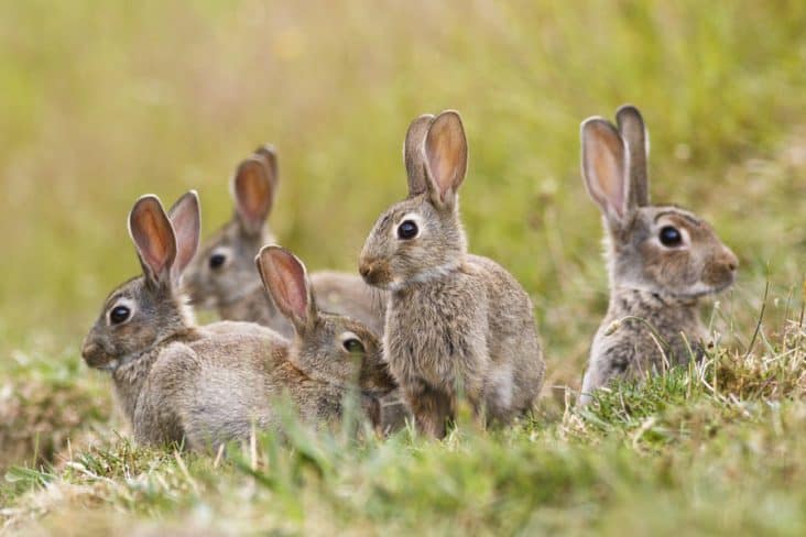 10 Plants That Deter Rabbits and Squirrels | BeatPests