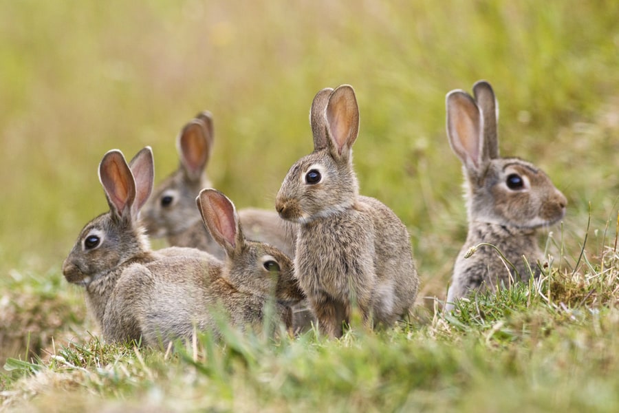 What Plants Deter Rabbits And Squirrels