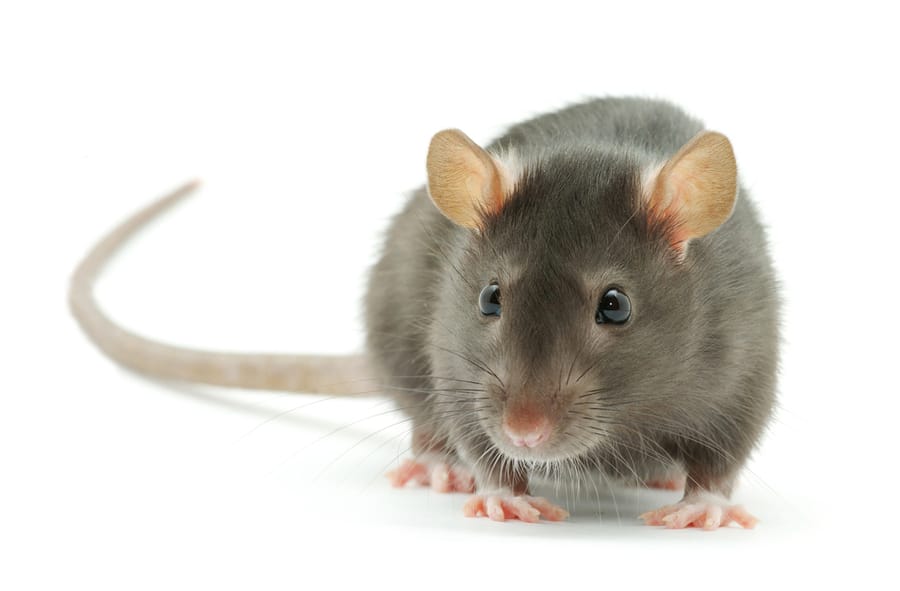 What Scent Will Keep Rats Away?