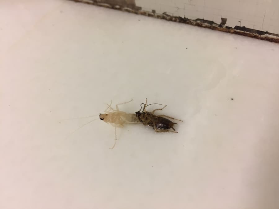When Do White Roaches Become Visible?