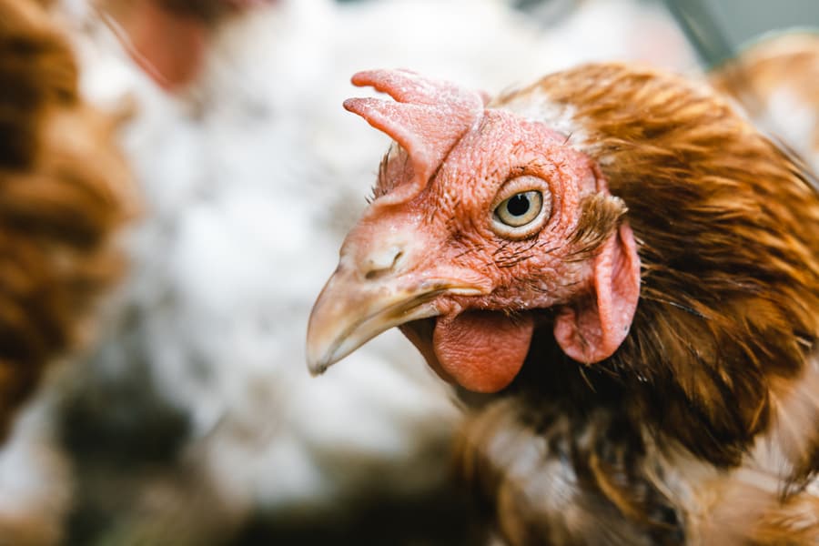 White And Brown Hen