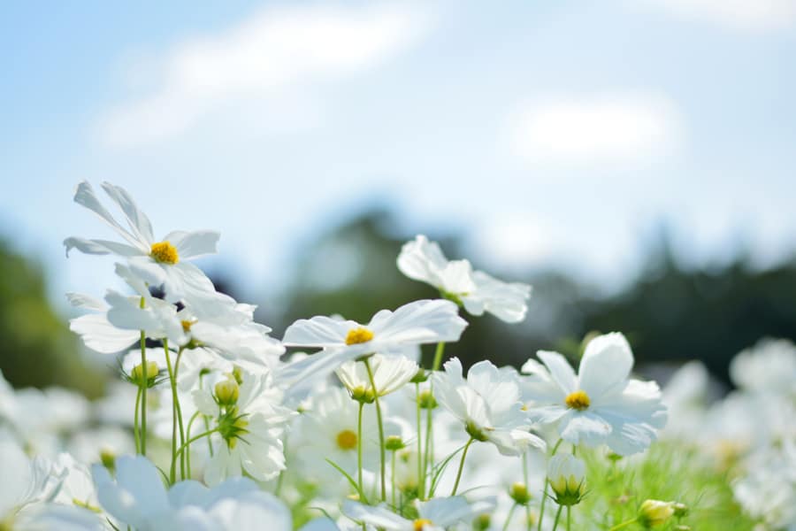 White Flower