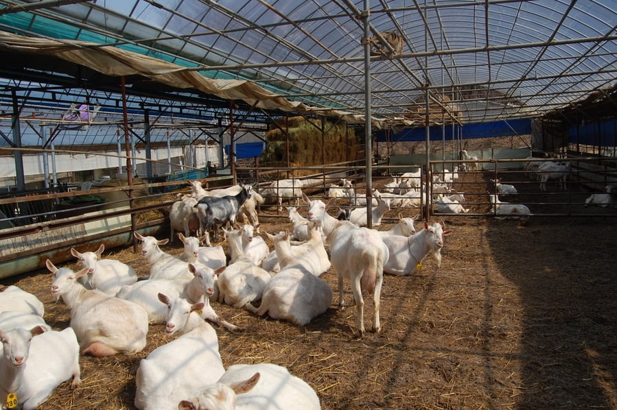 White Goats Sitting In The Clean Farm