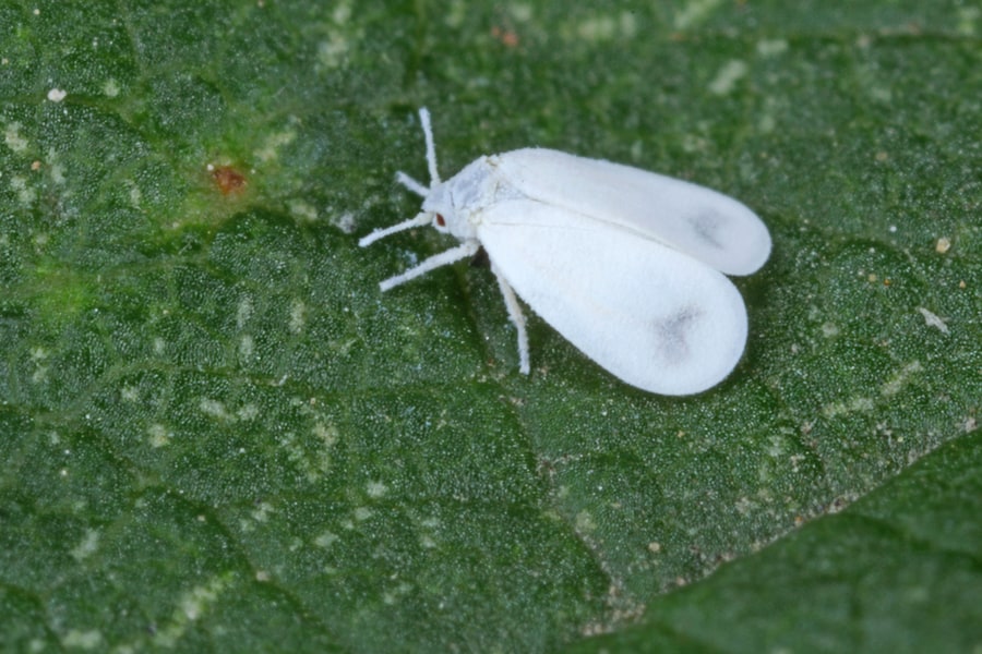 Whitefly