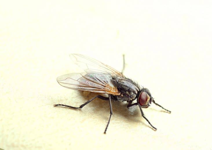 Why Are Fleas Attracted to Me? BeatPests