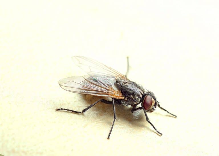 How Long Does It Take for Fleas to Die After Treatment? BeatPests