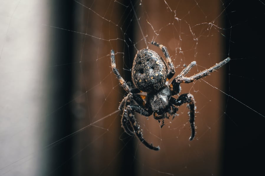 Why Are Spiders Drawn To Balconies?
