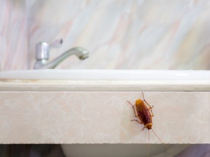Why Do Roaches Come In The Bathroom?