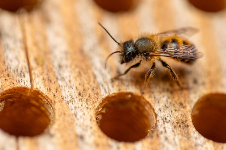 Wild Bee On The Wood