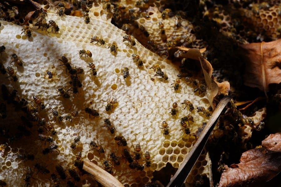 Wild Honey Bees At Work, In A Honeycomb That Has Fallen From A Tree