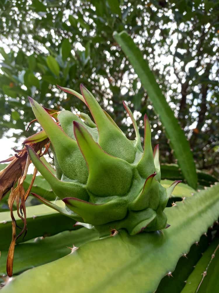 Wildlife Protected Garden Plants