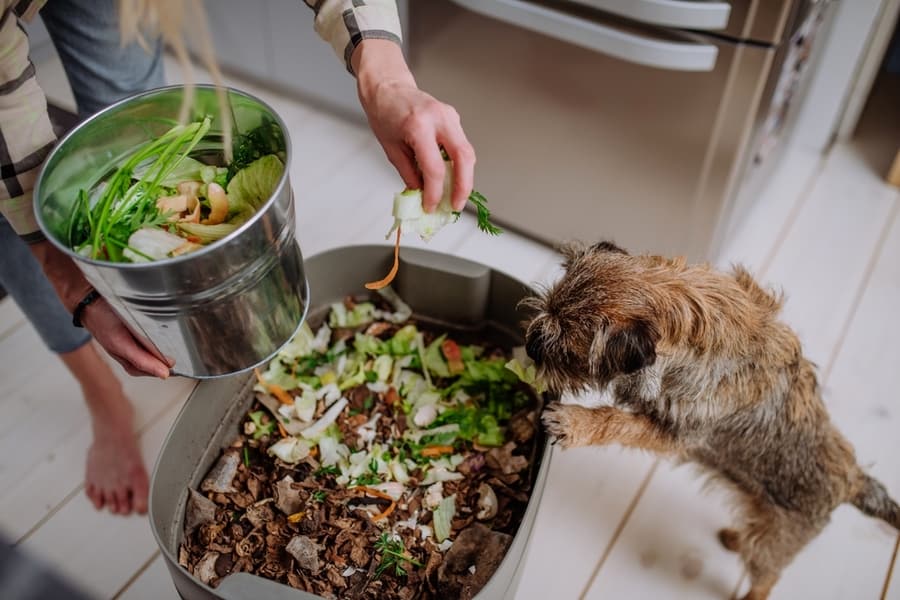 Woman Throwing Vegetable Cuttings In A Compost Bucket In Kitchen