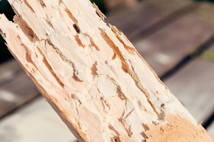 Wooden Board, Sawn Timber Damaged By Pests.