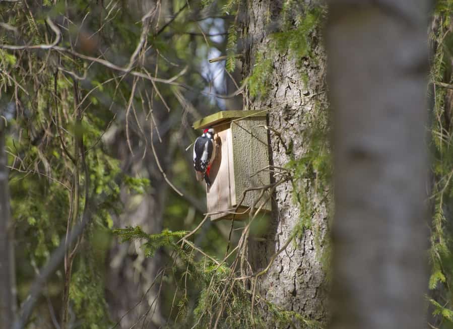 Woodpecker Birdhouse