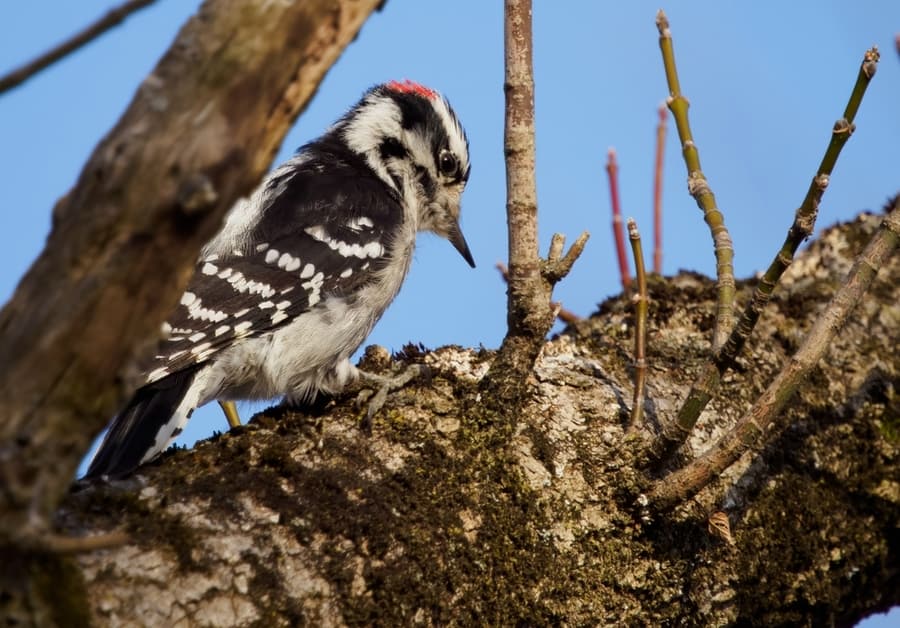 Woodpecker Food Sources