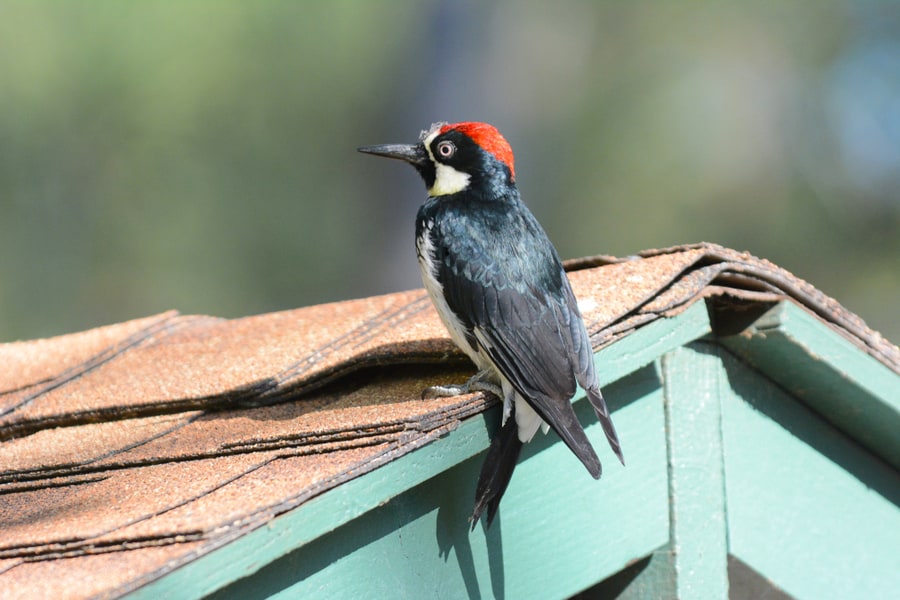 Woodpeckers On Roof