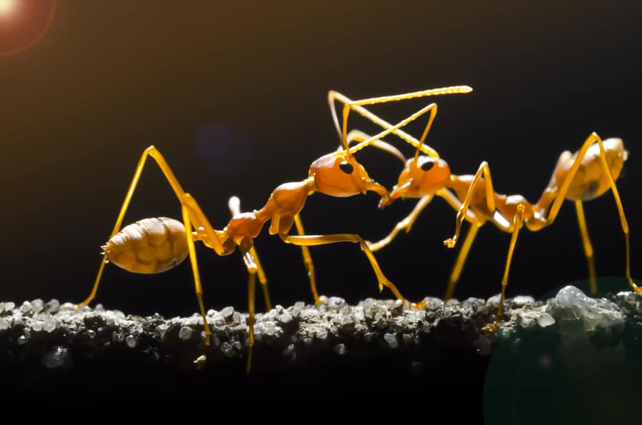 Yellow Ants In A Night