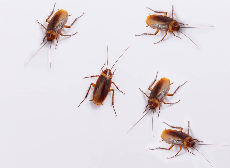 3 Reasons Roaches Are So Bad In Georgia