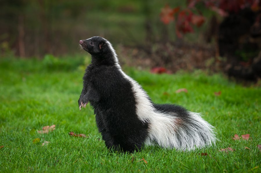 5 Top Sounds Skunks Make