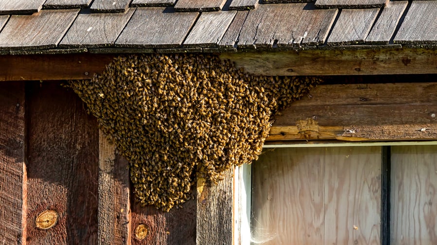 5 Ways To Deter Bees From Making A Hive