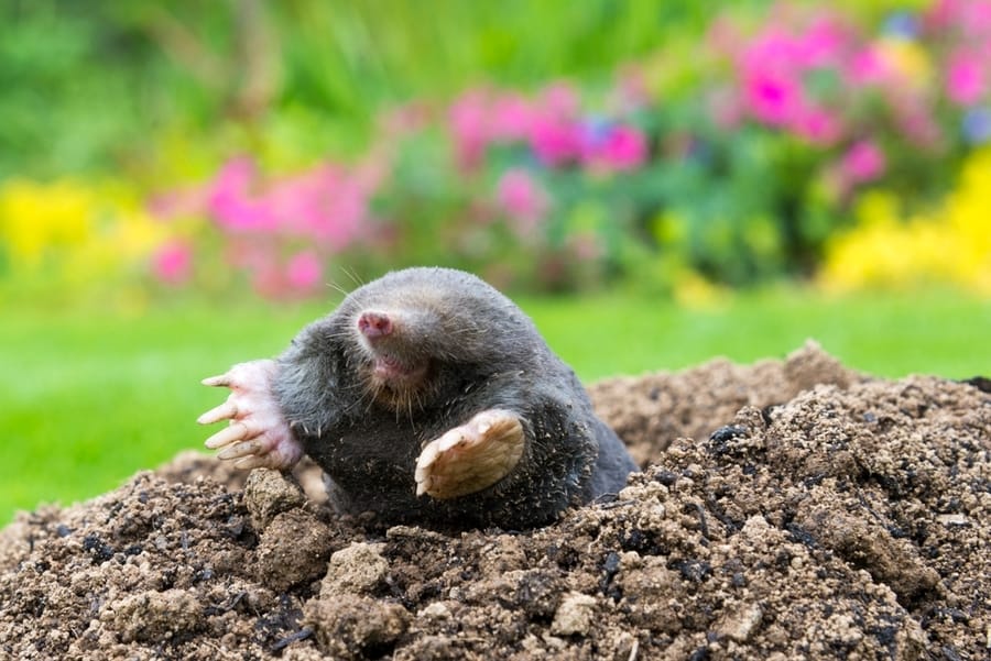 5 Ways To Keep Moles Away From Your Yard