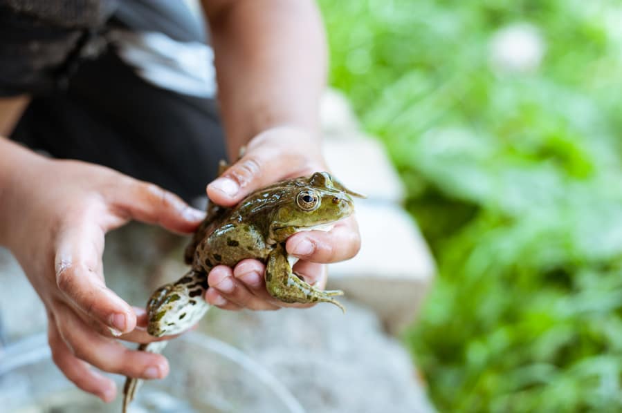 6 Effective Ways To Catch A Frog