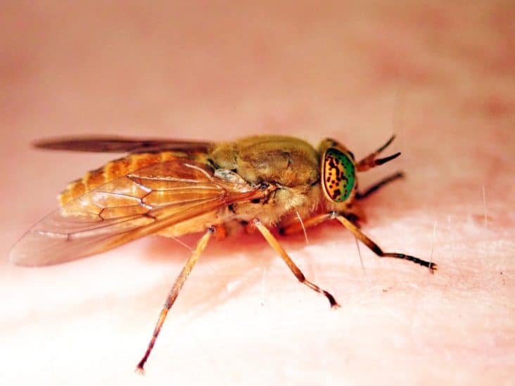 7 Essential Oils That Repel Deer Flies