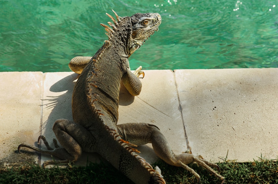 7 Ways To Deter Iguanas From Your Pool