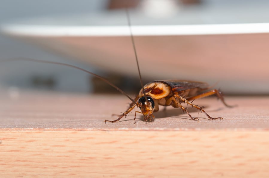 7 Ways To Get Rid Of Roaches From Your Boat