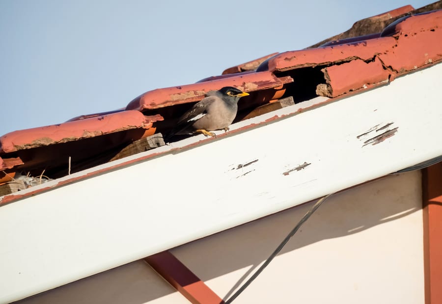 A Bird Living Under A Damaged Roof