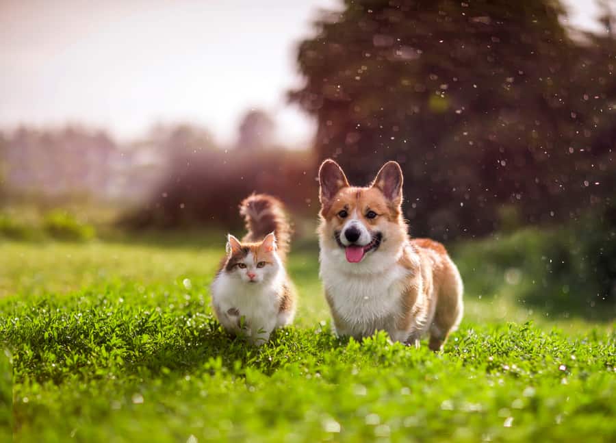 A Dog And A Cat In The Garden