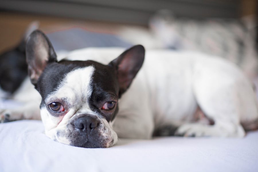 A Dog With Swelling Eyes