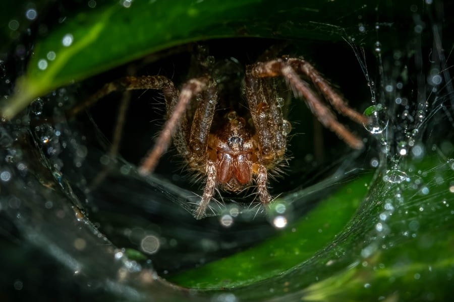 A Grass Spider (Genus Agelenopsis) Waiting In Its Funneled Web For Prey After A Rain Shower.