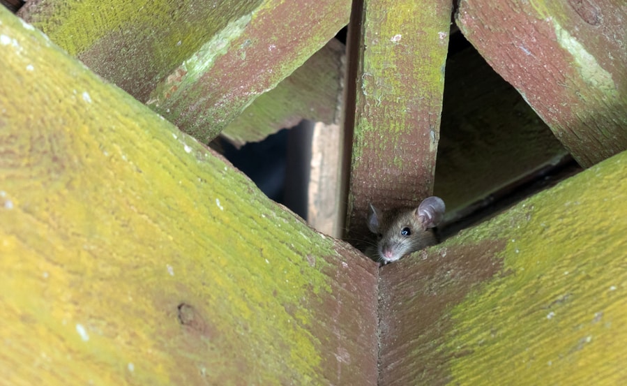 A Mouse In The Hole Of The Roof